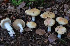 Cortinarius turmalis