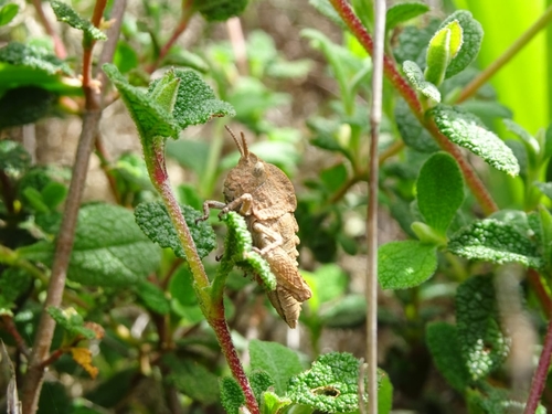 Earthling Stone Grasshopper