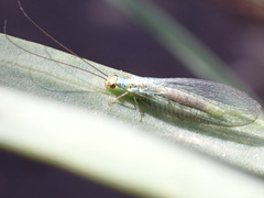 Chrysopa flaviceps