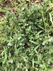 Portulaca oleracea