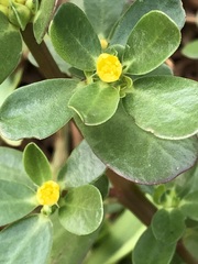 Portulaca oleracea