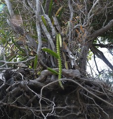 Selenicereus triangularis