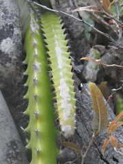 Selenicereus triangularis
