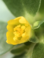 Portulaca oleracea
