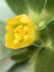 Portulaca oleracea