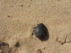 Pimelia chrysomeloides