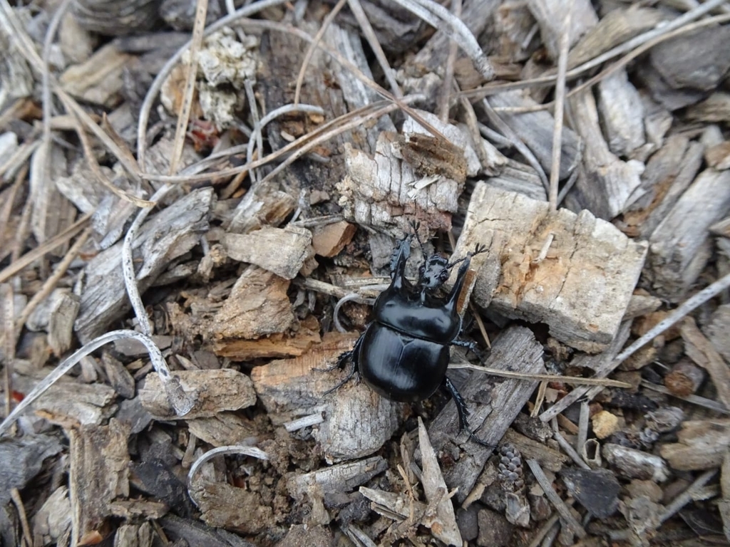 Chelotrupes momus