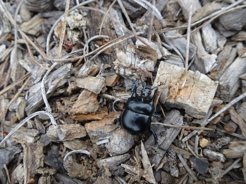 Chelotrupes momus