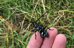 Anoplophora glabripennis