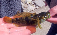 Cottus hypselurus