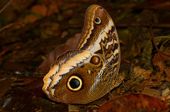 Caligo atreus