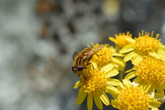 Dolichogyna chilensis