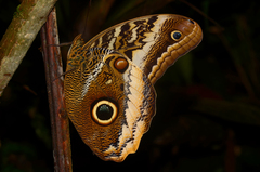 Caligo atreus