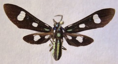 Leucotmemis nexa