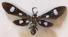 Leucotmemis nexa