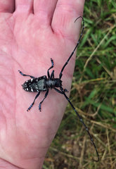 Anoplophora glabripennis