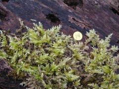 Brachythecium acutum