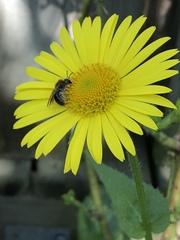Andrena