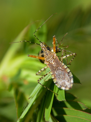 Cosmoclopius nigroannulatus