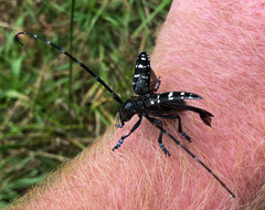 Anoplophora glabripennis