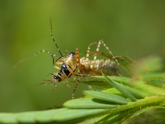 Cosmoclopius nigroannulatus