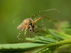 Cosmoclopius nigroannulatus