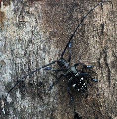Anoplophora glabripennis