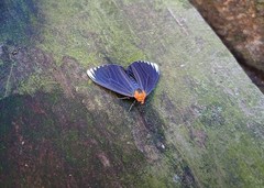 Calodesma maculifrons