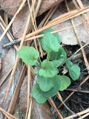 Scutellaria integrifolia