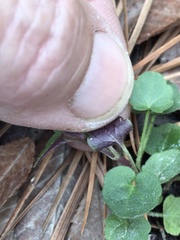 Scutellaria integrifolia