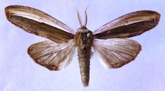 Truncaptera truncata