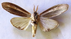 Truncaptera truncata