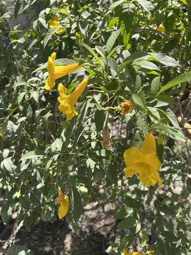 Tecoma stans - Whole tree