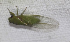 Glaucopsaltria viridis