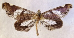 Hedylidae
