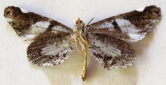 Hedylidae
