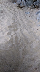 Lepidochelys olivacea