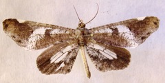 Hedylidae