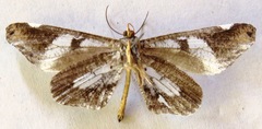 Hedylidae
