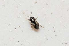 Geocoris lineolus