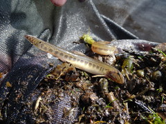 Cobitis taenia