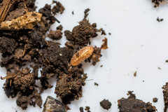 Androniscus dentiger