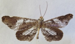 Hedylidae