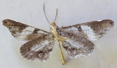 Hedylidae