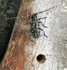 Anoplophora glabripennis