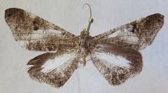 Hedylidae