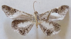 Hedylidae