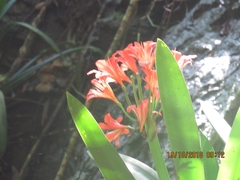 Clivia miniata miniata