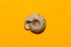 Aegopis gemonensis