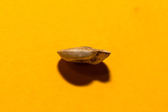 Aegopis gemonensis